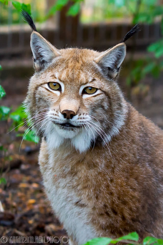 Lynx