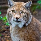 Lynx