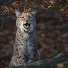 Lynx