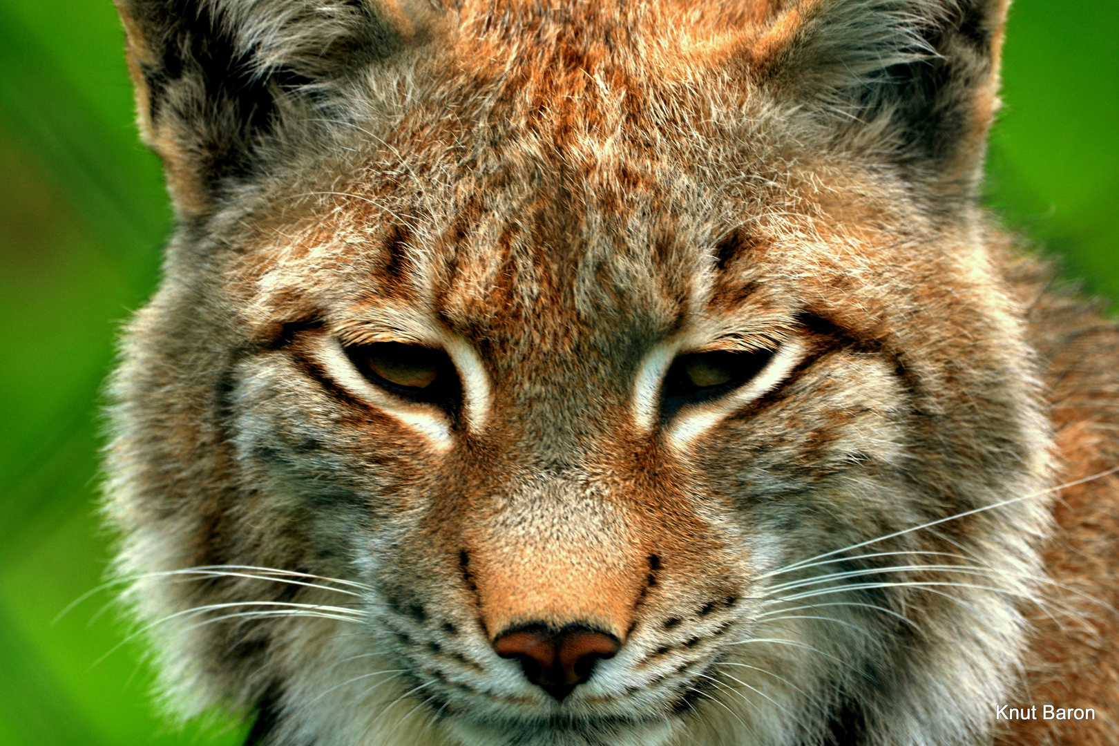 lynx