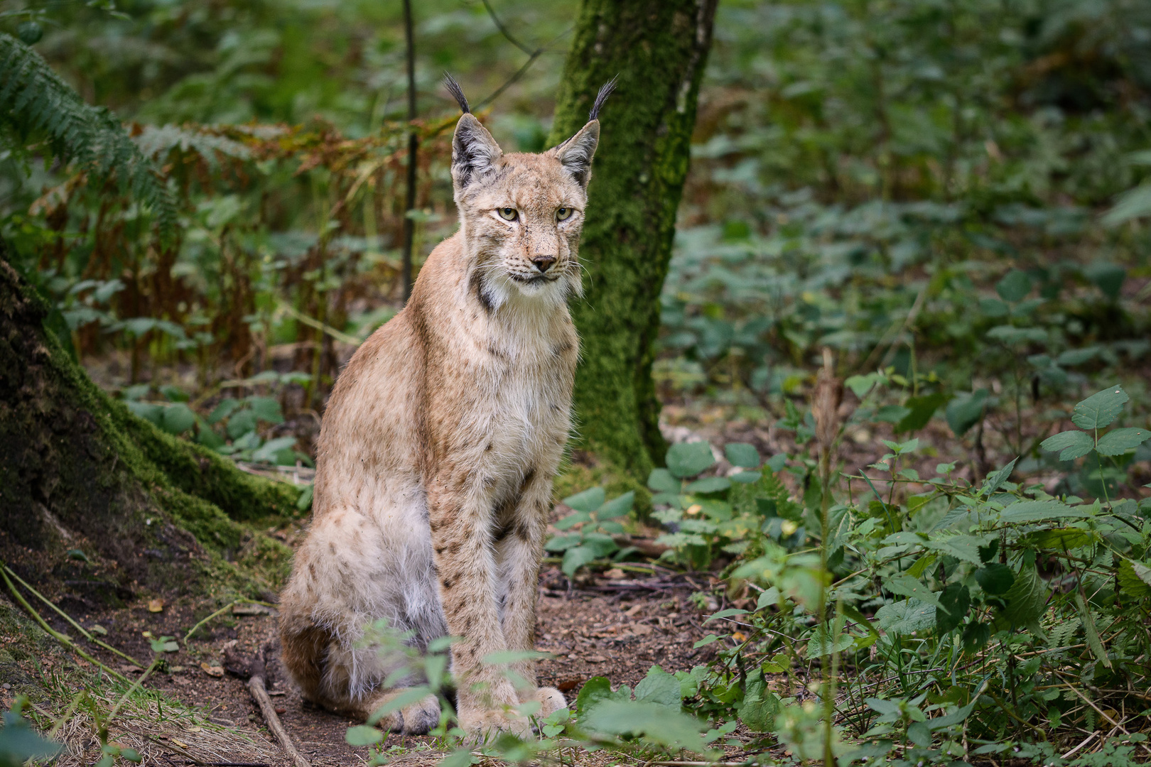 Lynx