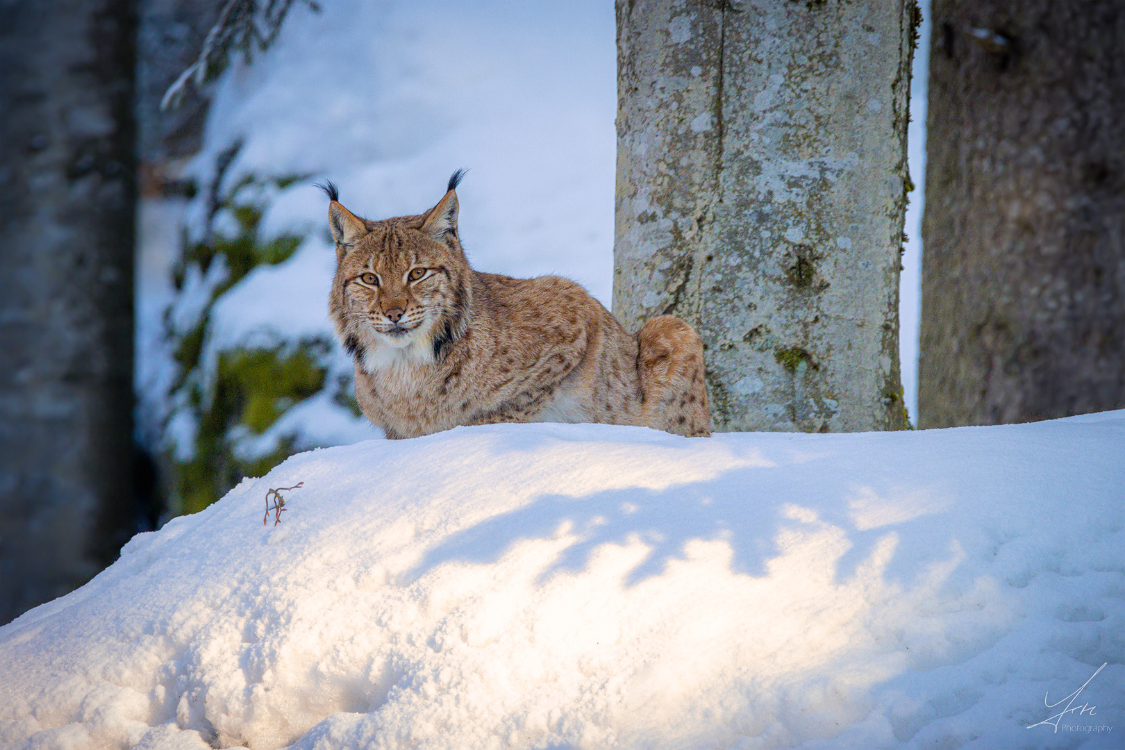 Lynx