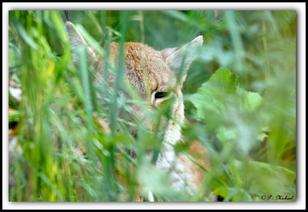 LYNX