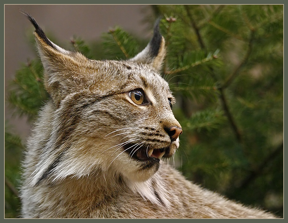 Lynx