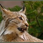 Lynx