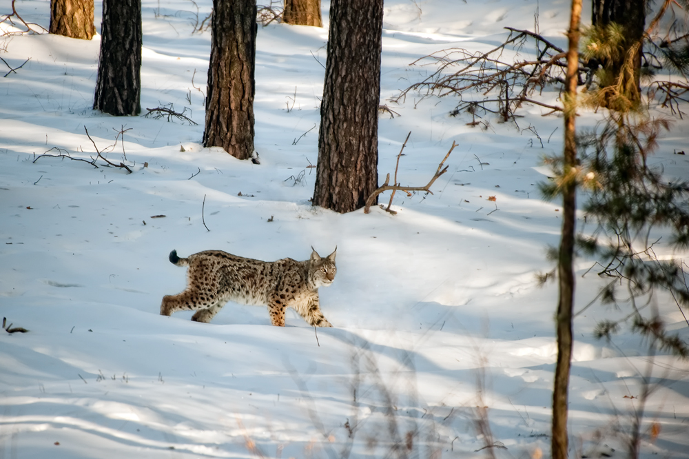 lynx