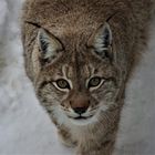 Lynx