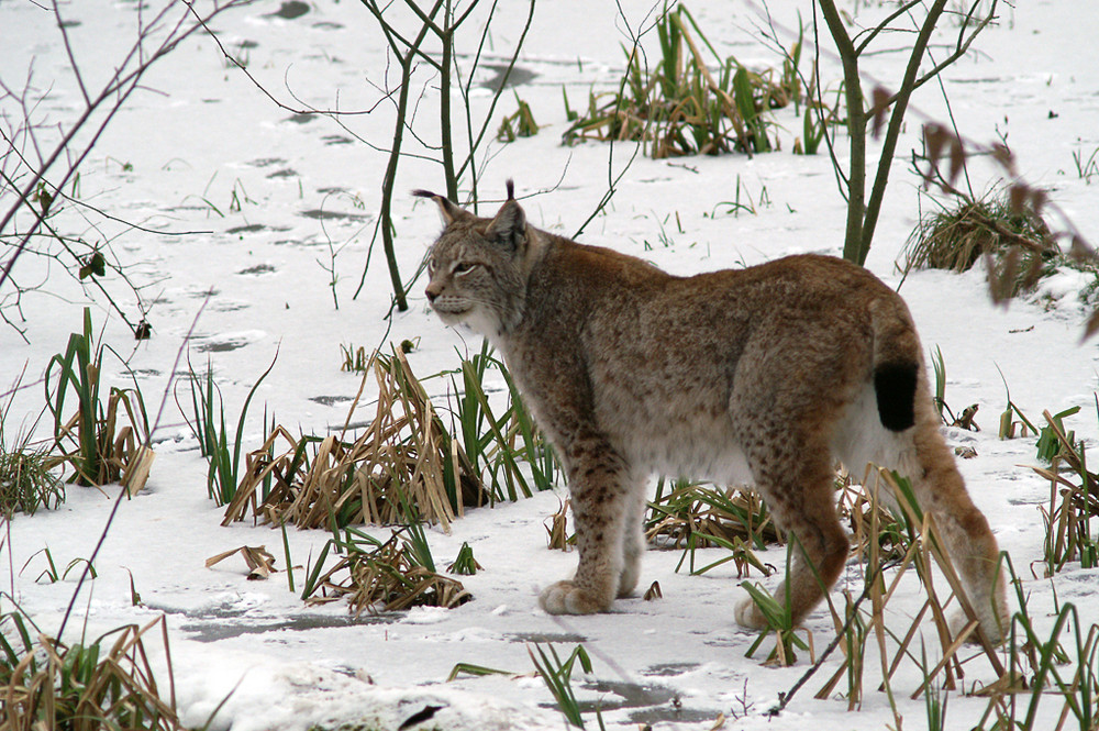 Lynx