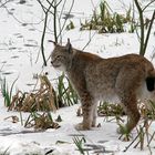 Lynx