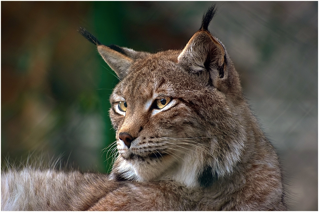 Lynx