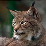 Lynx