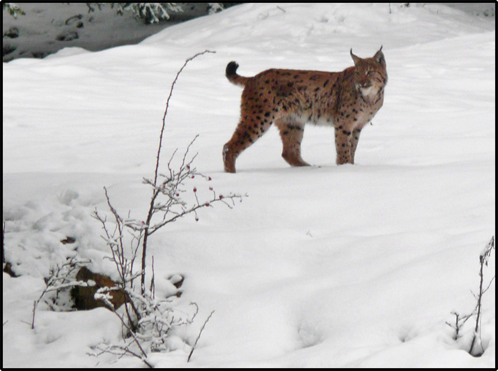 Lynx