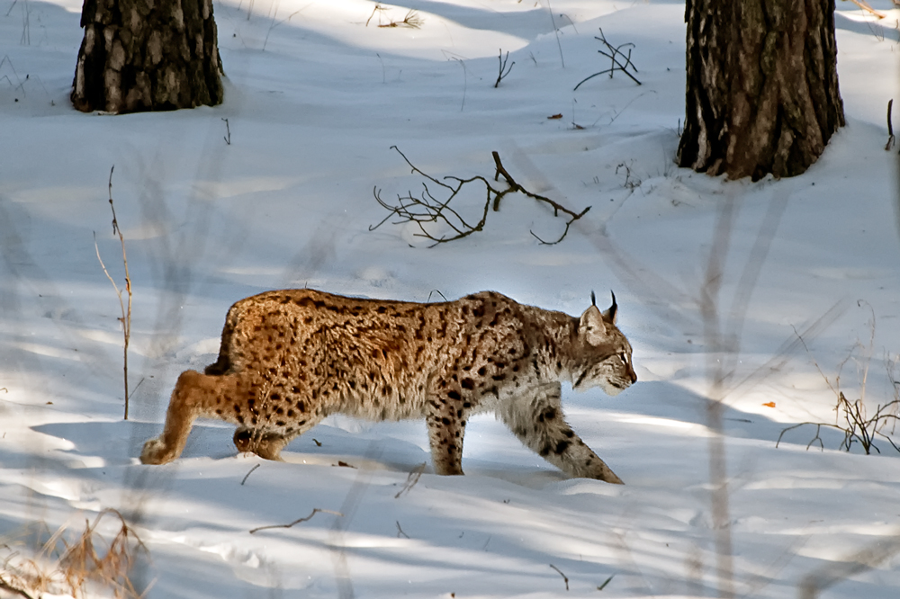 lynx