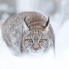 Lynx