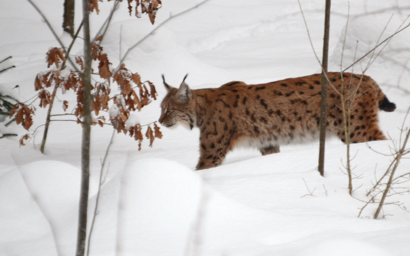 Lynx Bavarian Forest - Bayerischer Wald