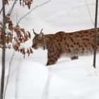 Lynx Bavarian Forest - Bayerischer Wald