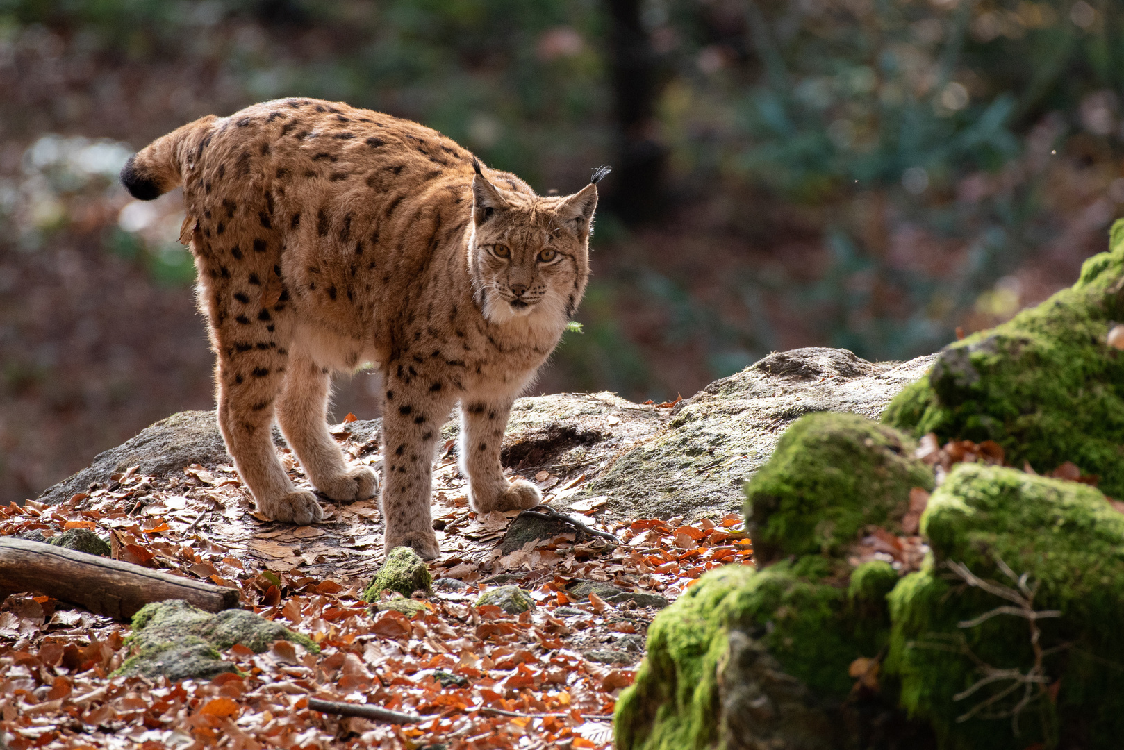 Lynx, Bavarian Forest National Park