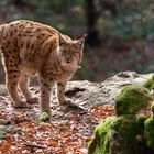 Lynx, Bavarian Forest National Park