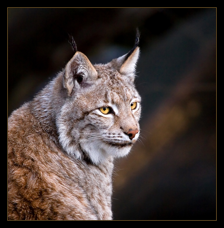 Lynx