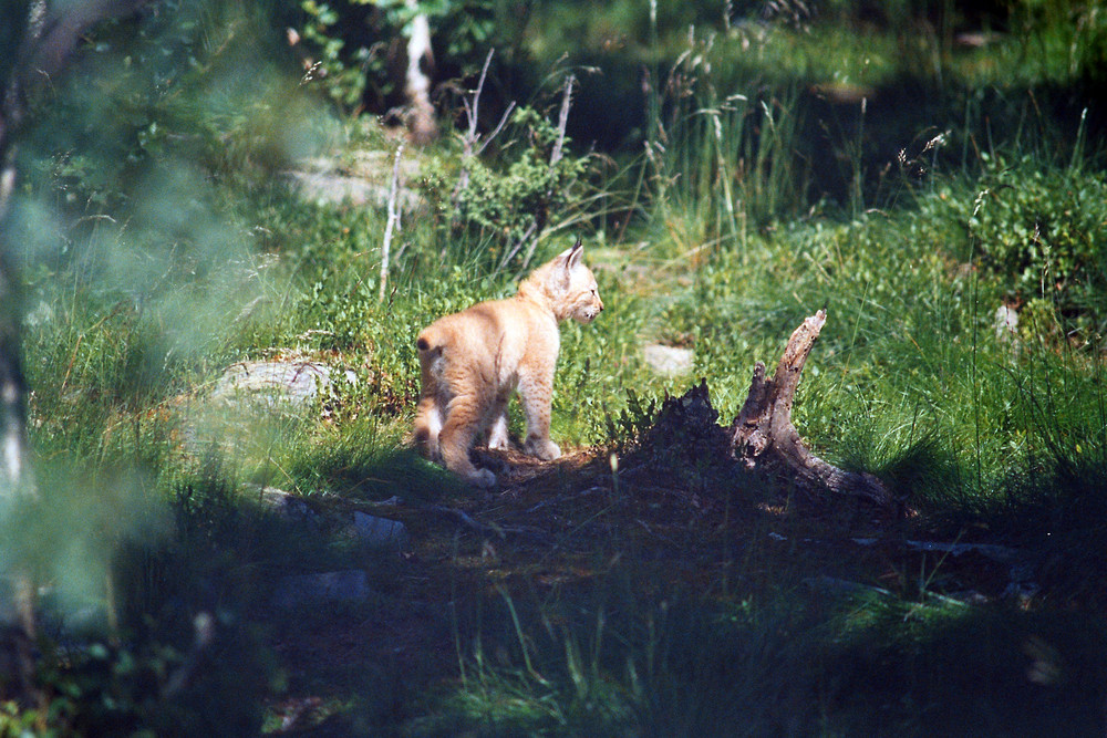 Lynx