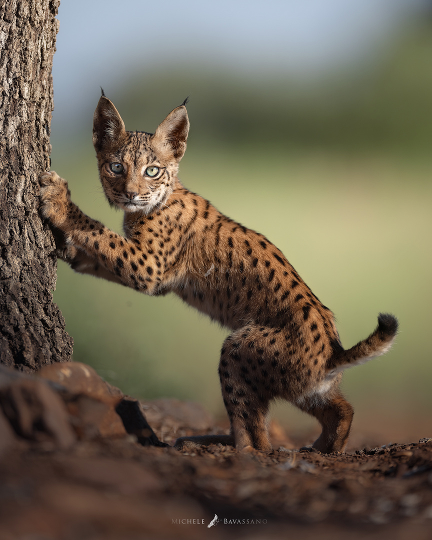 Lynx Cub