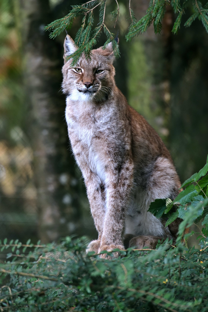 Lynx dans son milieu ...