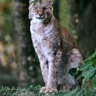 Lynx dans son milieu ...