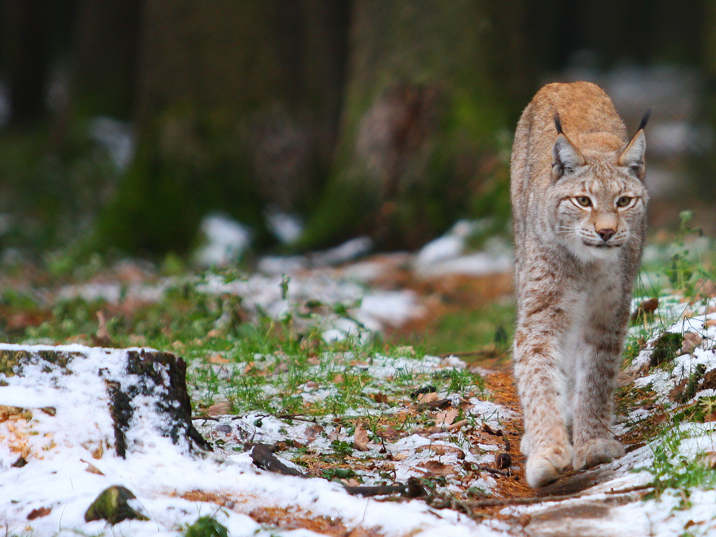 Lynx