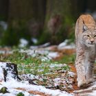 Lynx