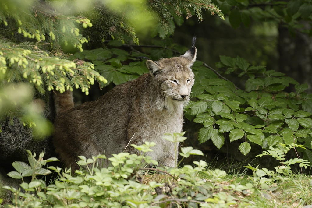 Lynx du Bayer