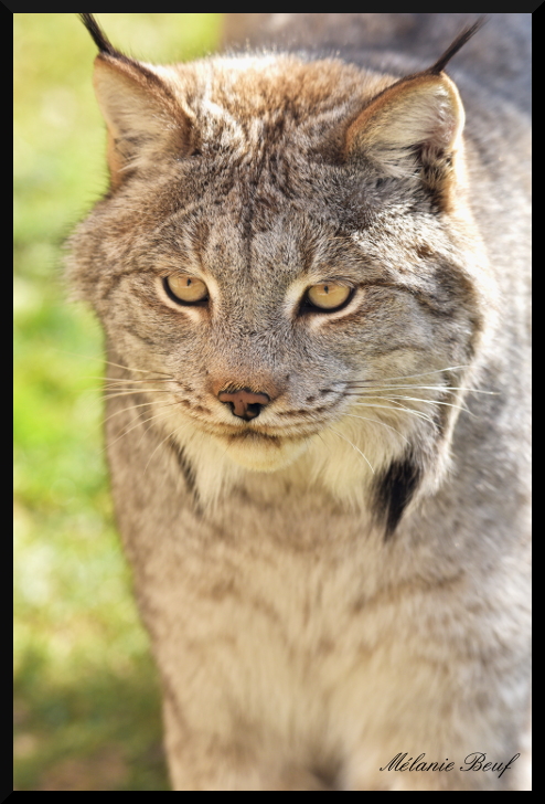 Lynx du Canada