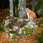 Lynx, evening light (Bavarian Forest National Park)