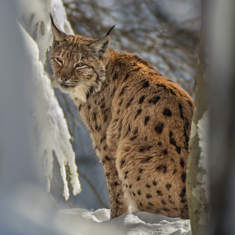 LynxEYES and LynxEARS Foto & Bild tiere, zoo, wildpark & falknerei