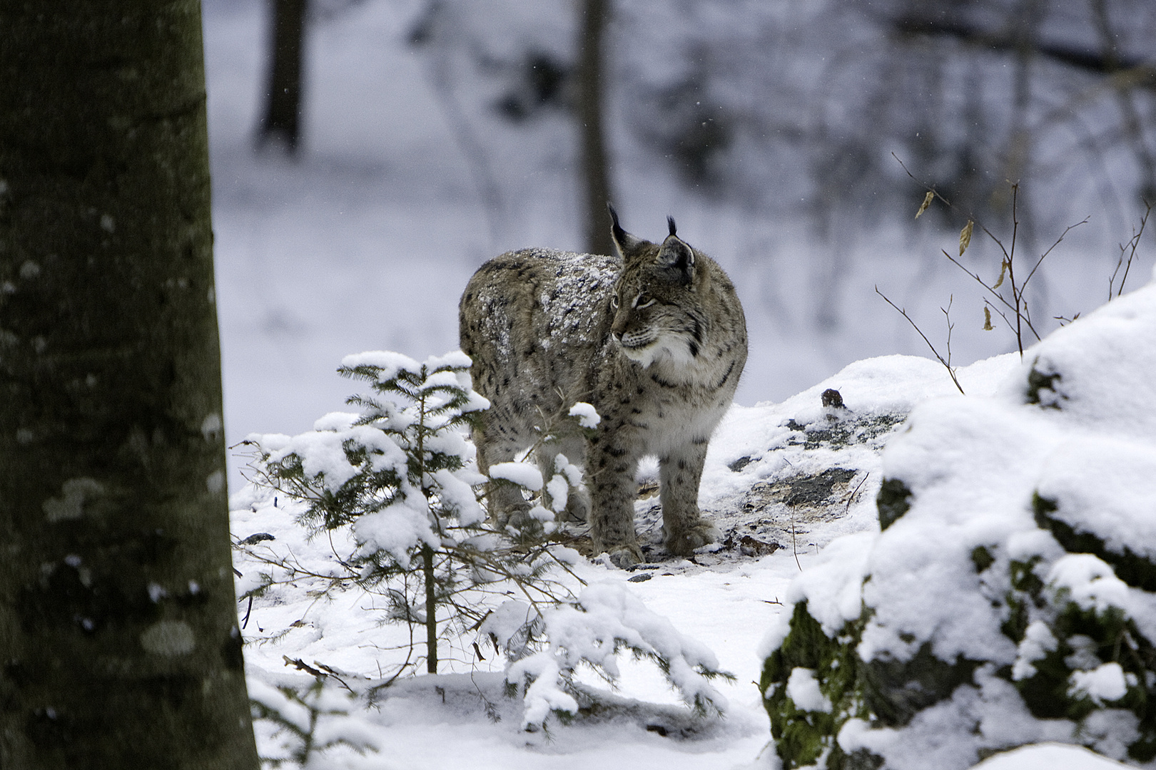 LYNX 