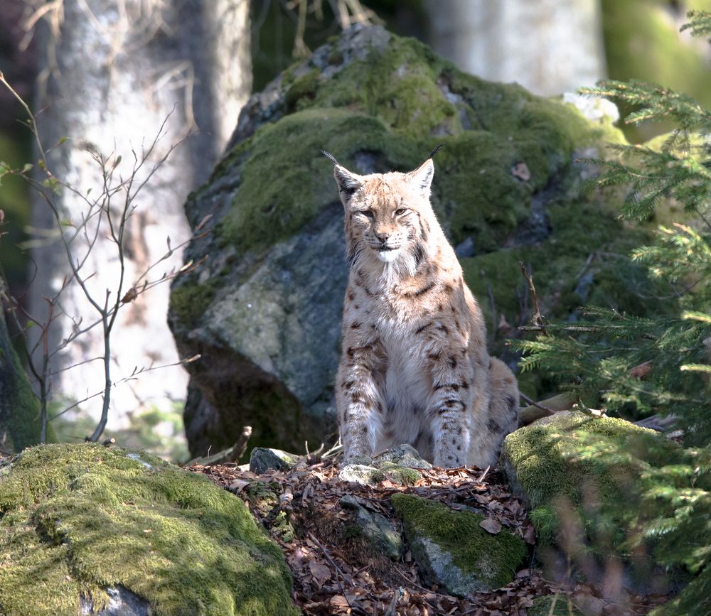 Lynx