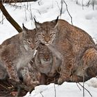 Lynx family waiting for dinner