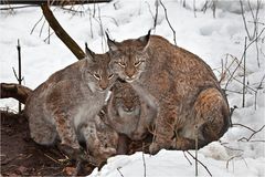 Lynx family waiting for dinner