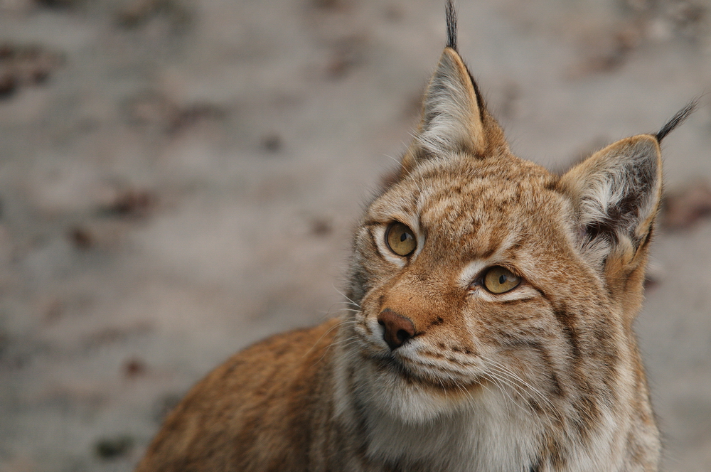 Lynx