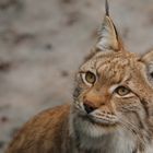 Lynx