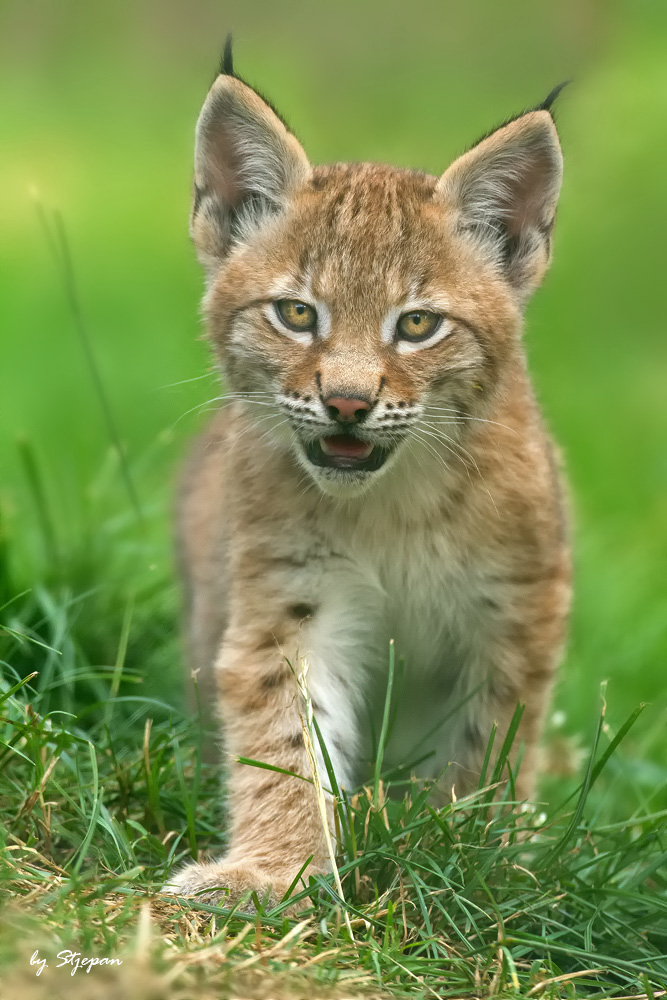 Lynx-kitten