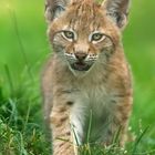 Lynx-kitten