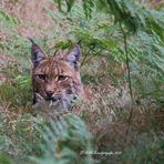 Lynx / Luchs 