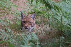 Lynx / Luchs 