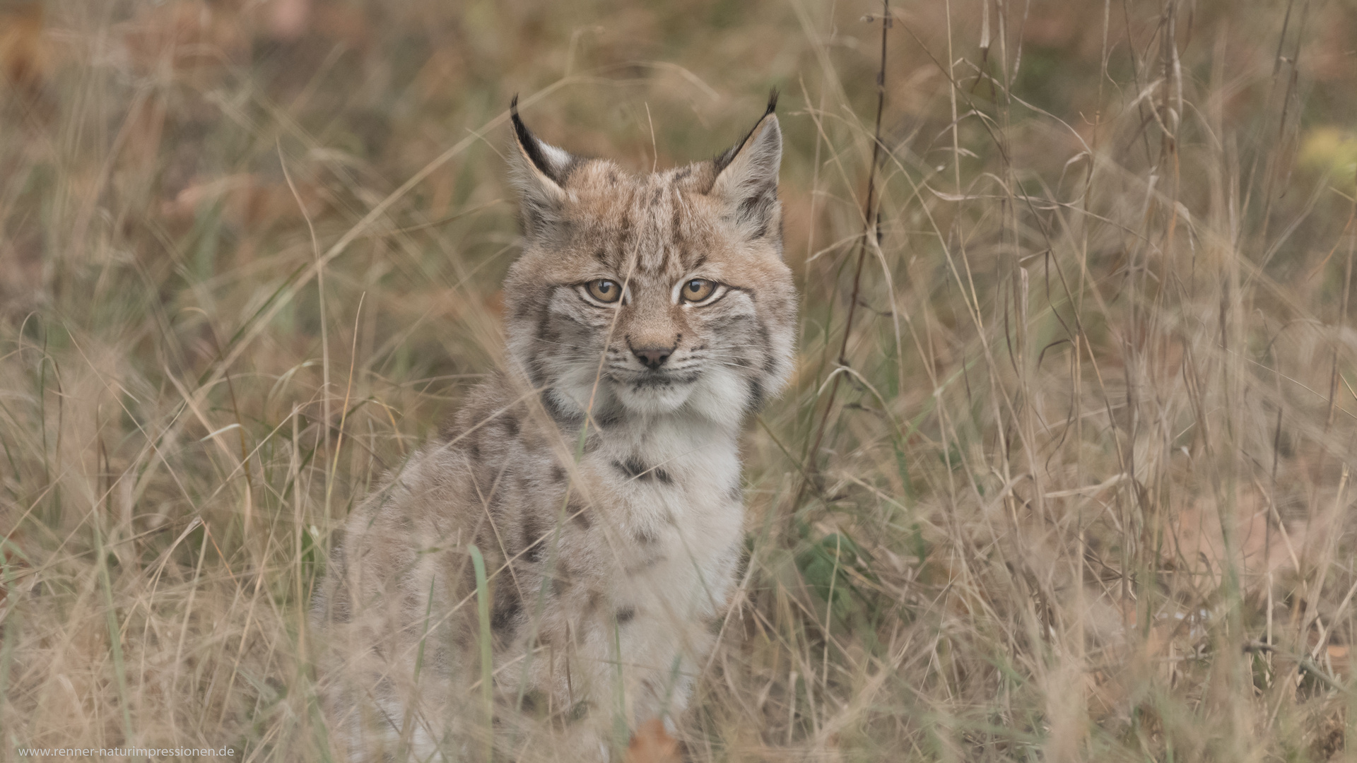 Lynx lynx.....