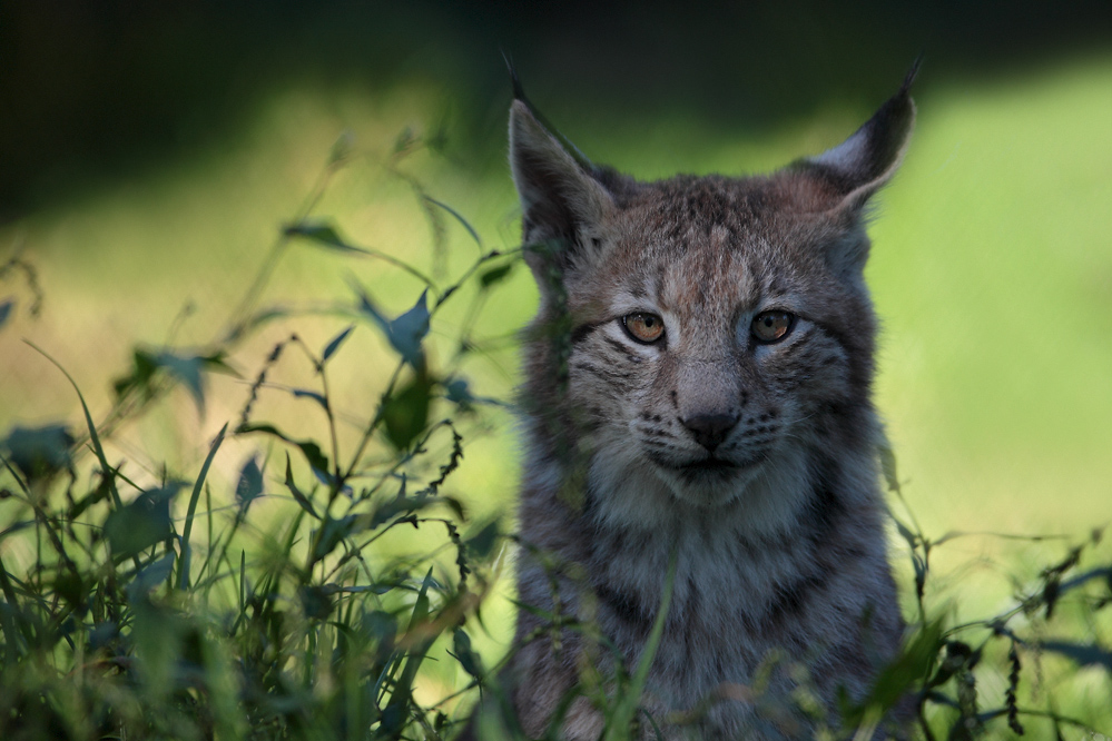 Lynx lynx (1)