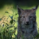 Lynx lynx (1)