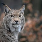 Lynx lynx