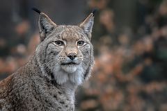 Lynx lynx