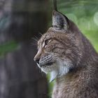 Lynx lynx