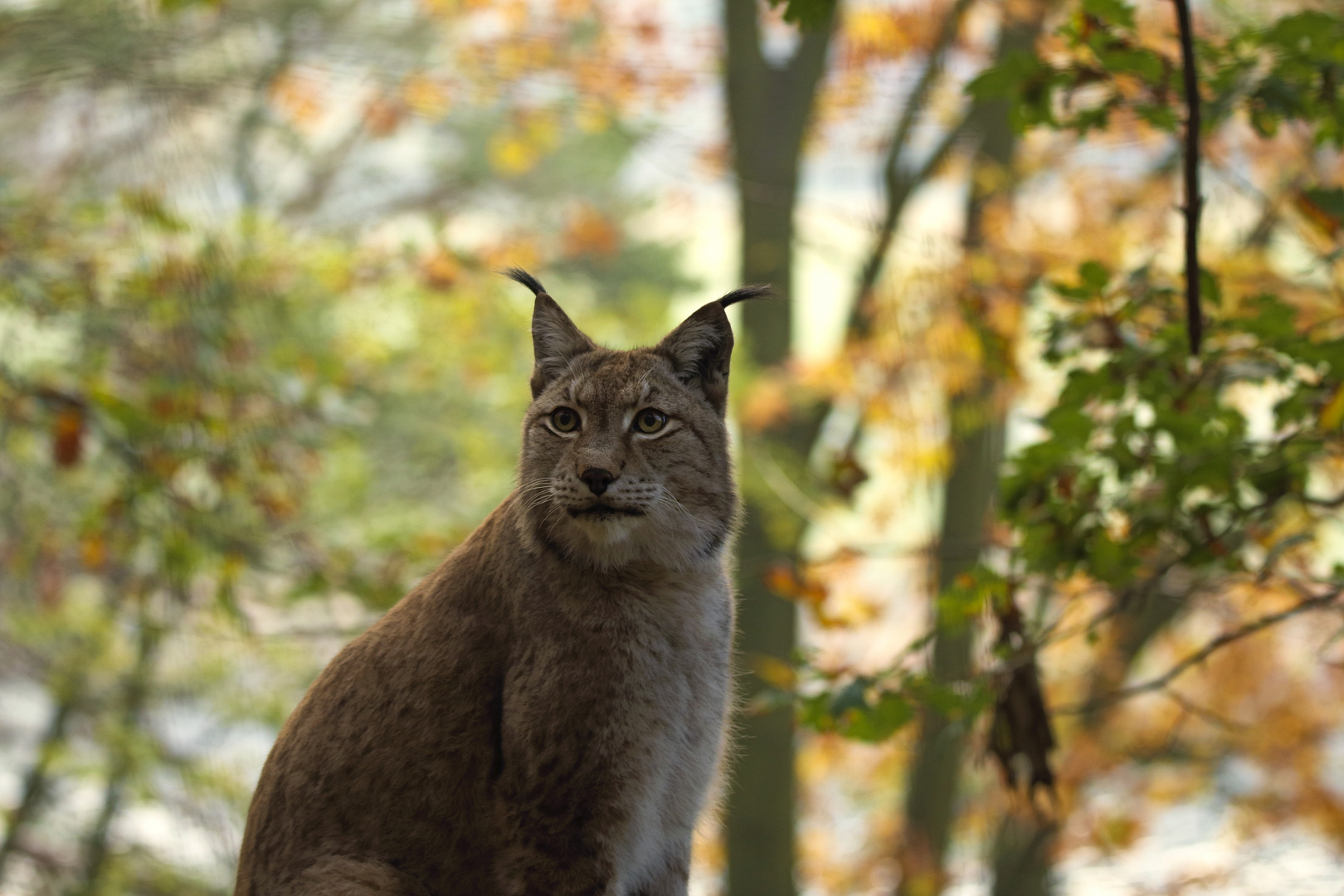 Lynx lynx Foto & Bild | tiere, zoo, wildpark & falknerei, säugetiere ...